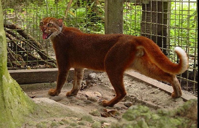 Toàn thân báo lửa thường có một màu trơn đỏ đậm, số ít có màu nâu vàng hoặc đen xám, phần bụng và chân thỉnh thoảng có đốm sáng.
