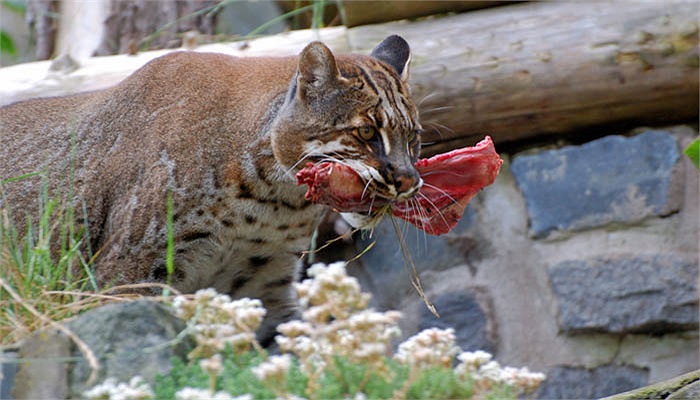 Khi bị đe dọa báo lửa thường phát ra tiếng kêu meo meo hay gừ gừ. 