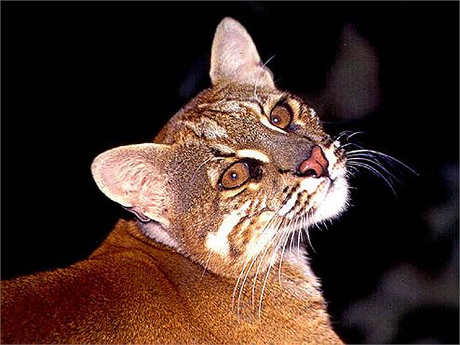 Chúng thường cào vào thân cây, hay phun nước tiểu để đánh dấu lãnh thổ.