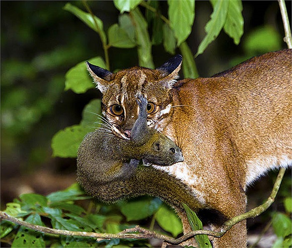 Trước khi ăn con mồi là các loài lông vũ chúng thường nhổ lông sạch sẽ. Ăn xong thì cào đất chôn đồ thừa. Báo lửa là loài duy nhất trong họ hàng nhà mèo có hành vi ‘đẹp’ đó.