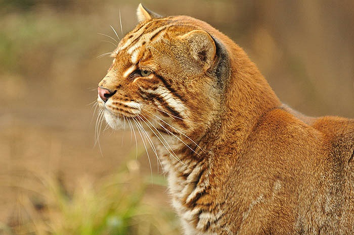 Báo lửa trưởng thành và có khả năng sinh sản khi đạt từ 1,5 – 2 tuổi.