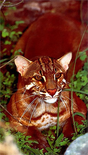 Chúng thường sinh con trên cây, trong các lỗ hổng, các kẽ nứt của hang đá hoặc chỗ ẩn nấp dưới đất.