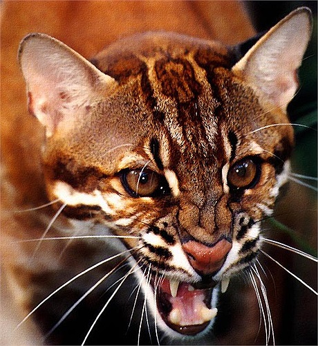 Khi mới sinh, lông báo lửa đã có màu sắc như lúc trưởng thành và màu lông đó không thay đổi trong suốt cuộc đời.