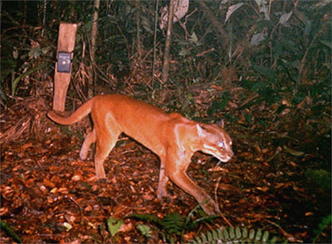 Tộc người cổ dài Karen còn tin rằng chỉ cần mang theo một sợi lông báo lửa là có thể vô tư đi lại trong rừng đêm mà không sợ sự tấn công của bất kỳ loài cầm thú nào, thậm chí cả hổ.