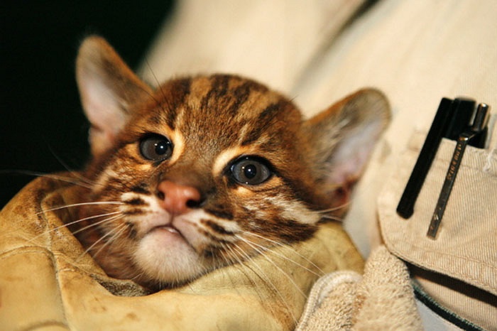 Các ông bố báo lửa thường giữ vai trò dạy con cách săn bắt mồi.