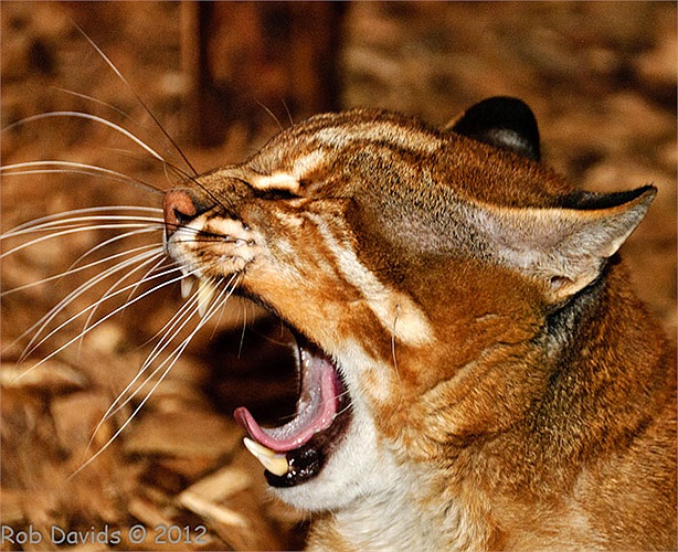 Người Trung Quốc cũng như khu vực châu Á đều cho rằng cao của loài báo lửa là thần dược và chữa được bách bệnh. 