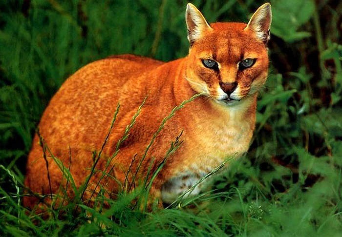 Người Karen cho rằng chúng thực sự là loài có sức mạnh ghê gớm, hơn tất thảy muôn loài.