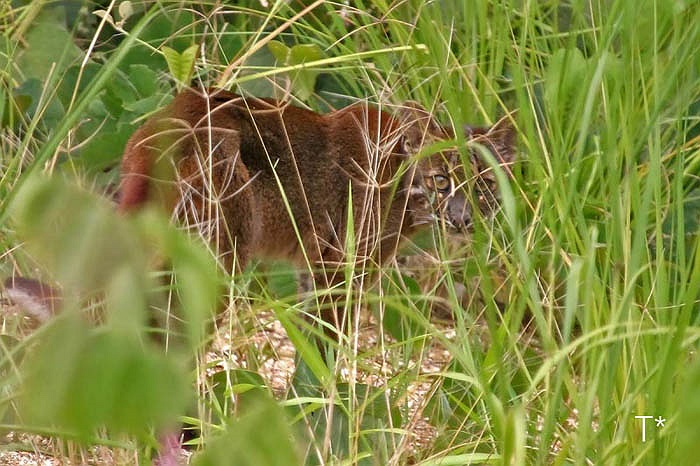 Tuy nhiên, trong môi trường bán tự nhiên, báo lửa lại tỏ ra vô cùng ôn hòa.