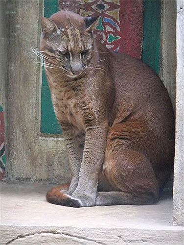 Chúng còn được gọi là beo vàng châu Á. Chúng là loài đặc hữu của khu vực Đông Nam Á, Tây Tạng và Nepal tới miền nam của Trung Quốc và Sumatra.