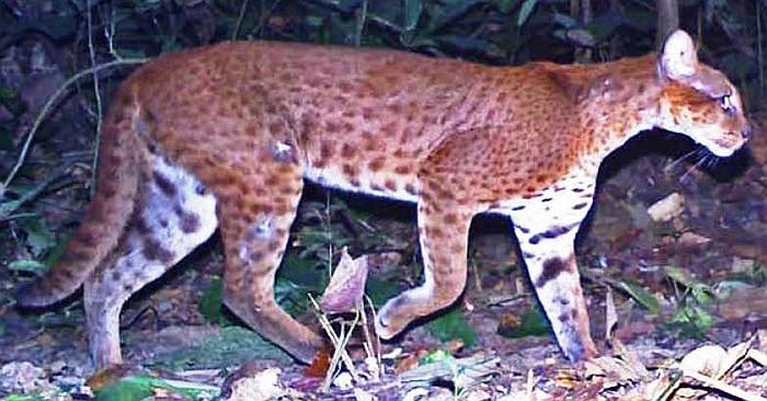 Báo lửa có thân hình khiêm tốn. Khi trưởng thành chúng có trọng lượng từ 12kg – 16kg. Kích thước trung bình của thân từ 90cm – 100cm.