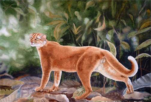 Trong môi trường bán tự nhiên, được chăm sóc chu đáo, tuổi thọ của báo lửa có thể đạt trên 20 năm. Tuy nhiên, trong môi trường tự nhiên tuổi thọ của báo lửa lại khá ngắn.