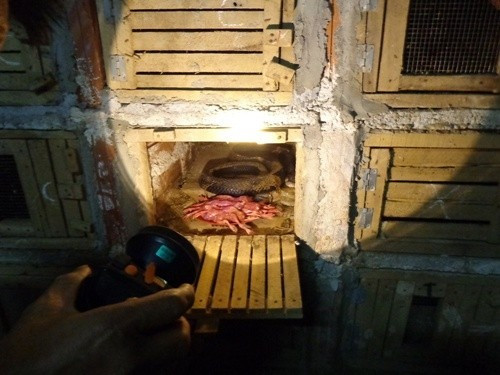 Kinh doanh rắn độc thua lỗ nặng