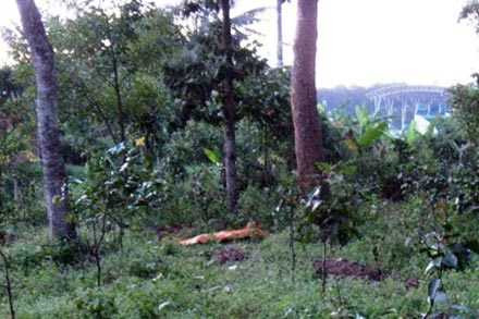 Khu vực nơi Phia chôn xác người yêu để phi tang. Ảnh: Đức Thành - TTO