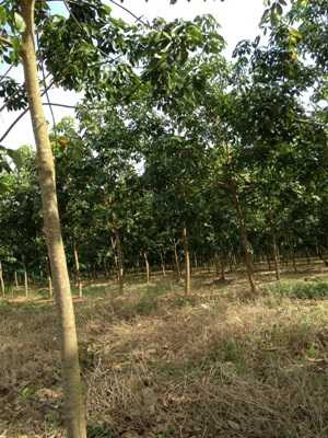 Attapeu diện tích cao su của bầu Đức lên đến 25.000 ha, trong đó có 4.000 ha đã bắt đầu khai thác.