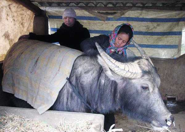 Cán bộ khuyến nông hướng dẫn bà con vùng cao phòng, chống rét cho gia súc.