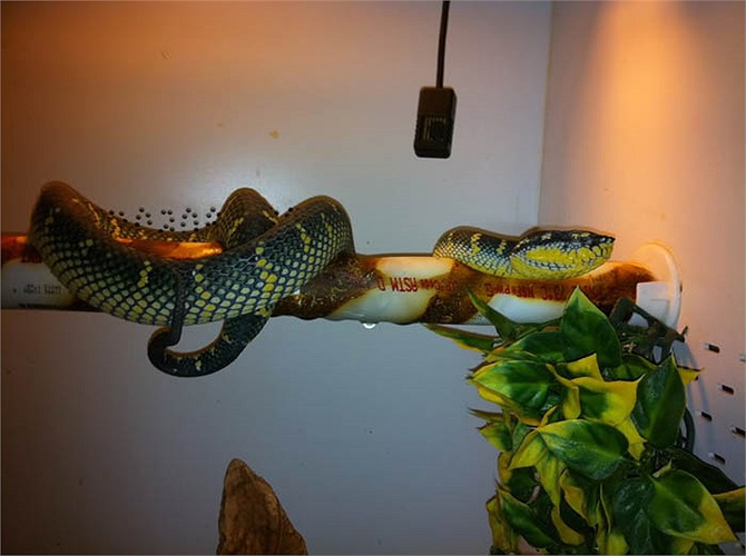 Đó là đền Penang, còn gọi là Đền Rắn, thuộc tỉnh Sungai Kluang trên đảo Penang. 