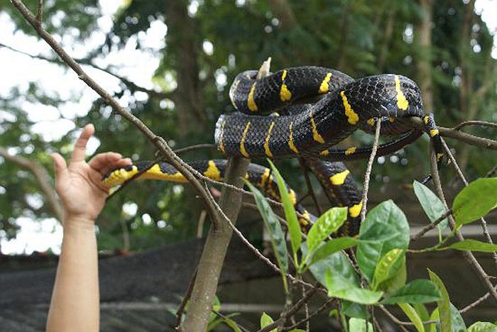 Tuy nhiên, có một điều lạ, là từ cả trăm năm nay, chưa ghi nhận trường hợp nào bị rắn độc cắn ở chùa Penang.