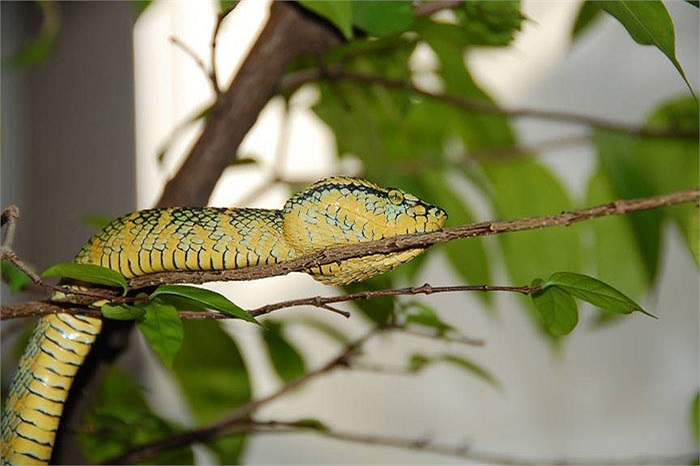 Ban ngày, cả trăm con rắn nắm im một chỗ, mở mắt quan sát những du khách vào đền. Chúng không nhúc nhích, không trườn đi nơi khác, dù có tìm cách đuổi chúng.