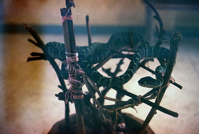 Theo các nhà nghiên cứu, sở dĩ loài rắn tìm đến ngôi đền này trú ngụ nhiều, bởi trong đền lúc nào cũng có sẵn thức ăn của những người dâng cúng.