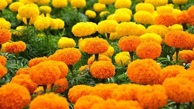 người phụ nữ ăn hoa