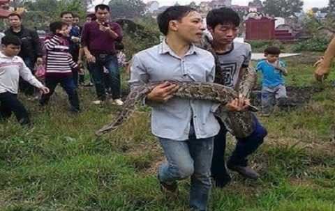 Giải cứu con trăn khỏi ngôi mộ chiều ngày 16/12/2015 Ảnh cắt từ clip