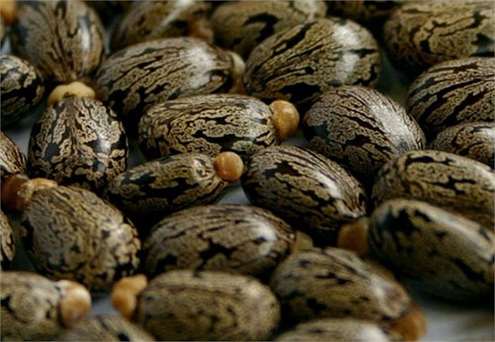 Bạn có thể tận hưởng cảm giác của các bài tập massage chăm sóc da tại nhà thường xuyên trong những tháng cuối thai kỳ. Để đẩy nhanh quá trình làm liền da, bạn nên đun nóng thầu dầu và nhẹ nhàng thoa lên bụng và bắp chân trước khi nó bắt đầu nguôi. 