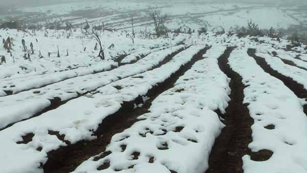 Nhiều diện tích rau, màu ở Ý Tý (Bát Xát) bị tuyết vùi lấp. Ảnh: Báo Lào Cai