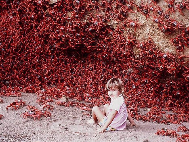 Hàng năm, vào tháng 11, đảo Chrismas của Úc lại được bao phủ bởi một màu đỏ rực vì loài cua đỏ di cư.