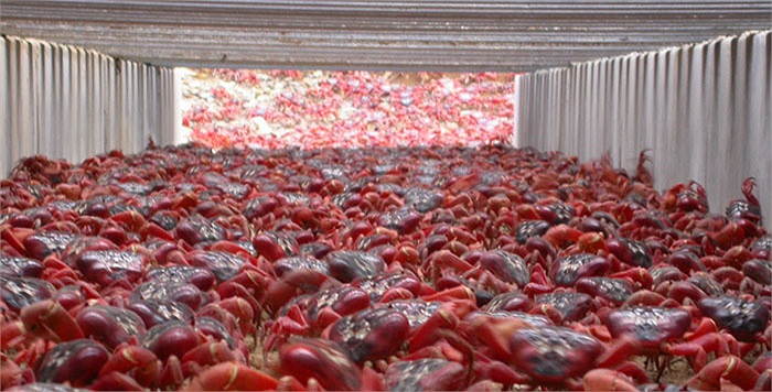 Khi cơn mưa đầu tiên của mùa mưa bắt đầu, cũng là lúc đàn cua đỏ ra biển thực hiện nhiệm vụ đặc biệt của mình là duy trì nòi giống.