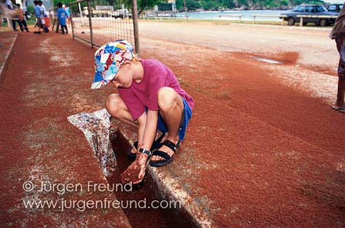 Đây quả là một chặng đường không phải là ngắn đối với những chú cua đỏ. 