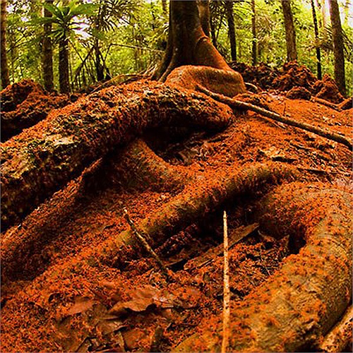 Sở dĩ chúng có thể vượt qua được chặng được dài như vậy là vì khi đến mùa sinh sản, cơ thể chúng tiết ra một chất đặc biệt có trong nội tiết tố, có tên hyperglycemic giúp tăng lượng glucoza trong máu.