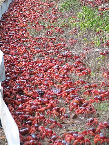 Sau khi giao phối, cua đỏ cái sẽ tìm ra biển để đẻ trứng. 