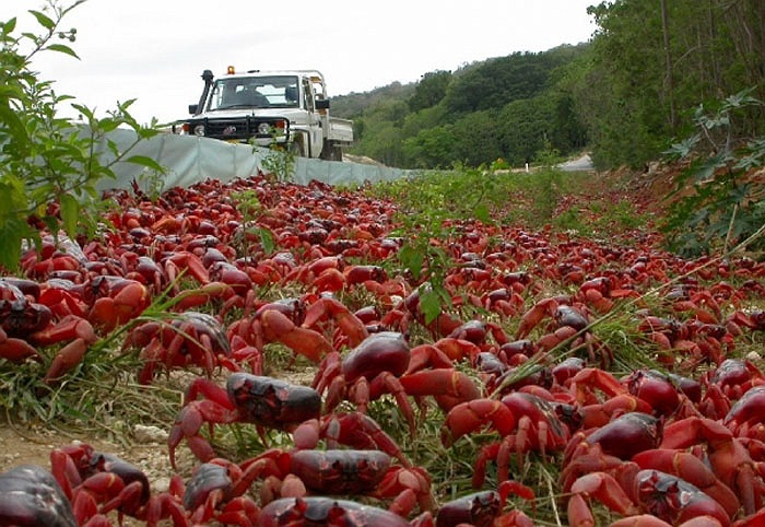 Sau mỗi cuộc di cư như vậy sẽ có hàng tỷ ấu trùng cua con sẽ được sinh ra. Tuy nhiên số ấu trùng sống sót và phát triển đến lúc trưởng thành là không nhiều.