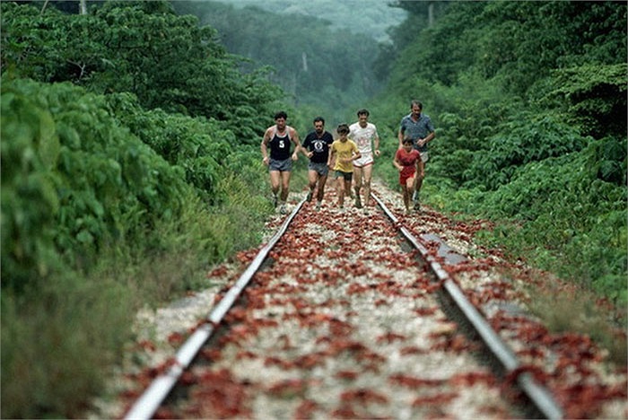 Loài cua đỏ sinh sống tại đảo Christmas đã vượt qua được mối hiểm họa từ loài chuột cống Maclear, vì chúng đã tuyệt chủng.