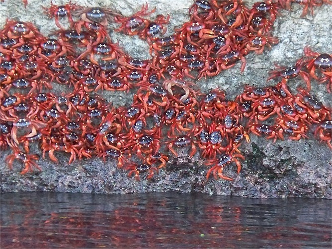 Tuy nhiên, loài cua đỏ trên đảo này đang phải đối mặt với một hiểm họa mới đó là loài kiến Anoplolepis gracilipes.