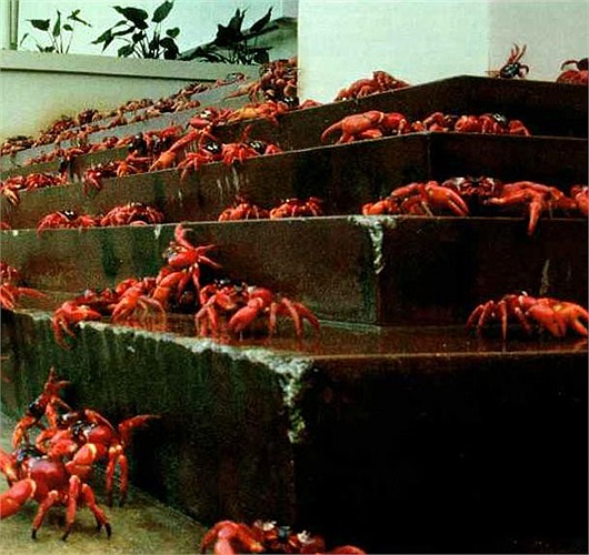 Loài kiến này đã tình cờ du nhập đến đảo Christmas. Theo các nhà khoa học thì một lượng cua đỏ lớn lên tới ¼ số cua có trên đảo đã bị loài kiến này tiêu diệt trong thời gian gần đây. 