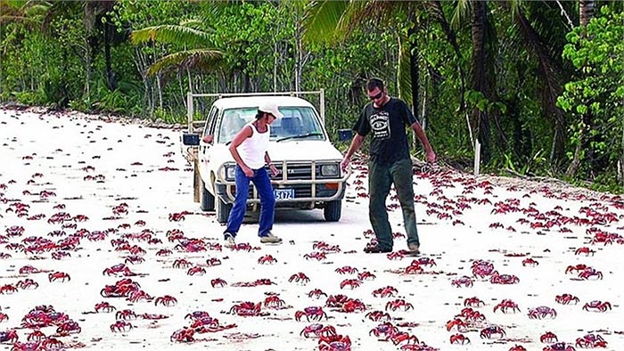 Việc ngăn chặn loài kiến nhằm bảo vệ đàn cua đỏ đang là thách thức đối với các nhà khoa học và giới chức trách trên đảo.