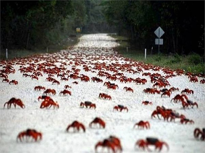 Vì vậy lũ cua thường chọn thời điểm vào chiều tối hoặc sáng sớm cho cuộc hành trình của mình.