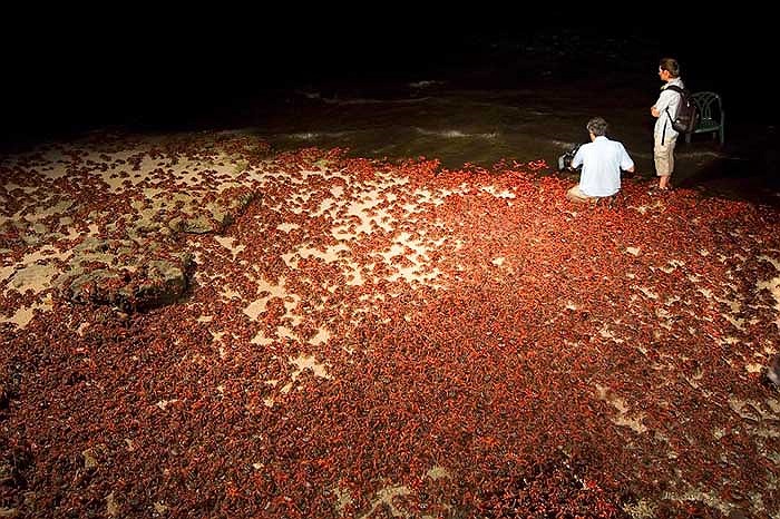 Họ cũng cho xây dựng hàng rào và hệ thống đường hầm để giúp đàn cua di chuyển đúng hướng.