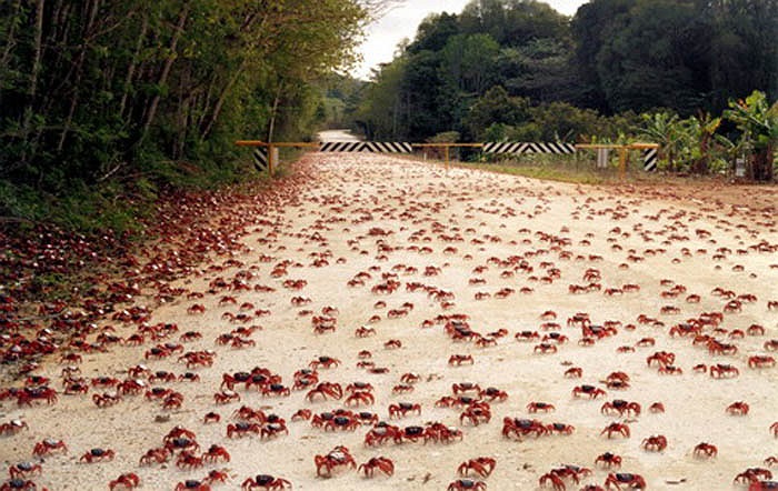 Cua đỏ đảo Christmas là loài thuộc họ cua đất Gecarcinidae. Chúng là loài đặc hữa của đảo Christmas và quần đảo Cocos Keeling tại Ấn Độ Dương.