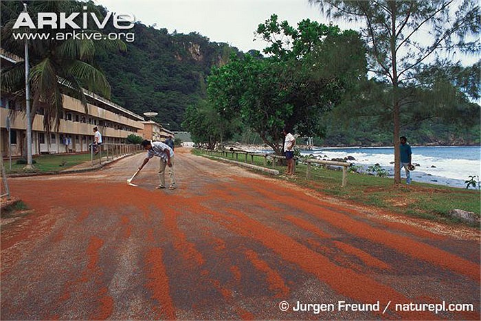 Cua đỏ có kích thước khá lớn. Mai cua trưởng thành có chiều rộng lên tới hơn 11cm, hình tròn. Hai càng có kích thước bằng nhau.