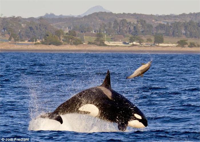 Là loài lớn nhất trong họ cá voi và cũng là động vật ăn thịt hung dữ nhất đại dương, cá voi sát thủ Orca cho thấy kĩ năng săn mồi khủng khiếp của mình khi hất tung chú cá heo lên trời. 