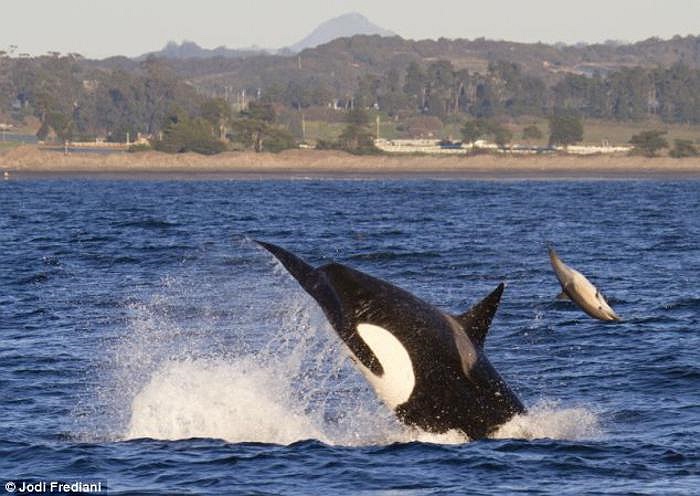 Cuộc tấn công diễn ra cực kì chớp nhoáng và khoảng cách mà chú cá heo tội nghiệp bị đánh bật lên khỏi mặt nước ước tính là hơn 6m. 