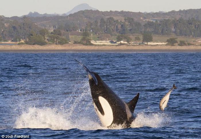 Những bức ảnh ấn tượng này do chuyên gia tư vấn môi trường 65 tuổi Jodi Fredi chụp tại Santa Cruz, California từ khoảng cách gần 5m so với bờ. 