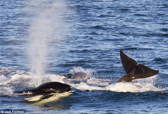 Fredi cho biết, sự việc diễn ra nhanh tới nỗi, theo thời gian hiển thị trên máy ảnh, cú vẫy đuôi cực mạnh và màn hất tung con mồi của cá voi sát thủ chỉ diễn ra trong vòng... 1 giây. 