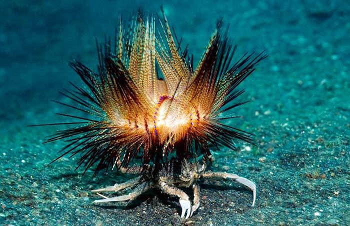 Nhím lửa được trang bị hàng trăm chiếc gai độc cực mạnh gây cho cơ thể kẻ thù cảm giác bị đốt cháy đến chết.