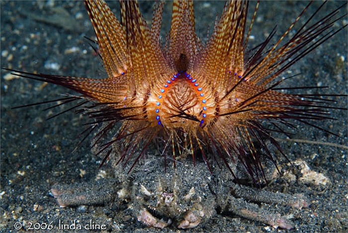 Hiện nay vẫn chưa có loại thuốc chữa kịp thời loại độc của nhím lửa. Các thợ lặn phải chú ý đến chúng mỗi khi bơi ở vùng biển san hô Ấn Độ - Thái Bình Dương.