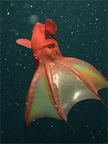 Nhưng một con nặng 45 kg đã từng lôi một thợ xuống sâu để cố gắng ăn thịt anh ta. Chúng thường sử dụng hàng ngàn chiếc răng nhỏ sắc nhọn và hàm chim ưng của mình để làm thịt con mồi. 