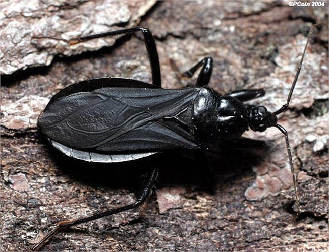 Bọ cướp biển đen là cơn ác mộng cho người đi rừng vì vết cắn của nó khá nghiêm trọng. Nọc độc gây kích thích mô và lây nhiễm vi khuẩn vào vết thương dẫn tới hoại tử.