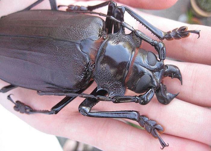 Bọ cánh cứng Titan có kích thước khổng lồ tới 17,8 cm, khi bị kích động sẽ tấn công bằng chiếc hàm có khả năng xẻ khúc gỗ làm đôi. 